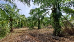 MURAH Tanah Pertanian di Kampung Sungai Haji Dorani Mukim Pancang Bedena Sabak Bernam Selangor