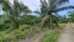 Tanah Pertanian Jalan Pantai Sekendi Kampung Sekendi Sabak Bernam Selangor